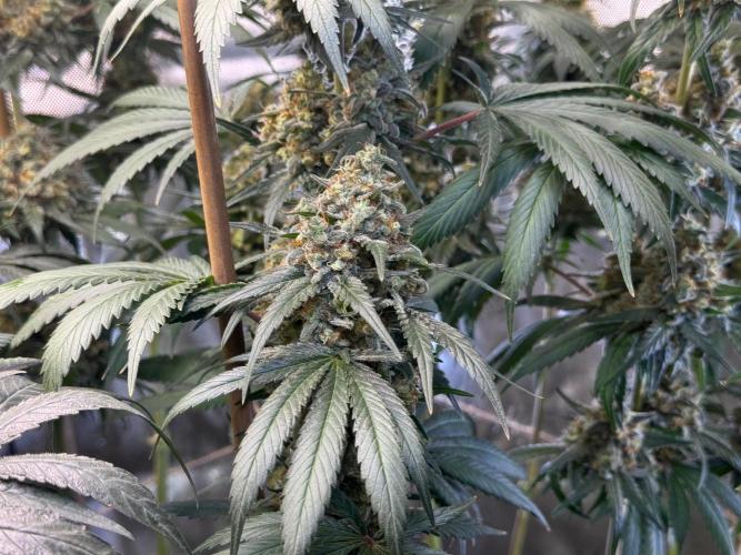 Chocolate Rainbow XXL  fem. Week 15 - flower day 67