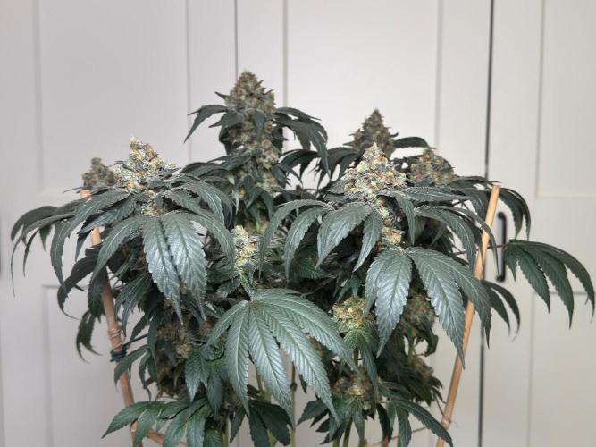 Garlic Gas ⛽️ fem - Sensi Seeds. Week 16 - GG#2 - FD74