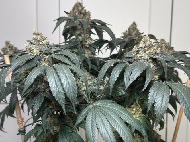 Garlic Gas ⛽️ fem - Sensi Seeds. Week 16 - GG#2 - FD74