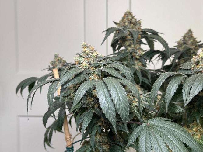 Garlic Gas ⛽️ fem - Sensi Seeds. Week 16 - GG#2 - FD74