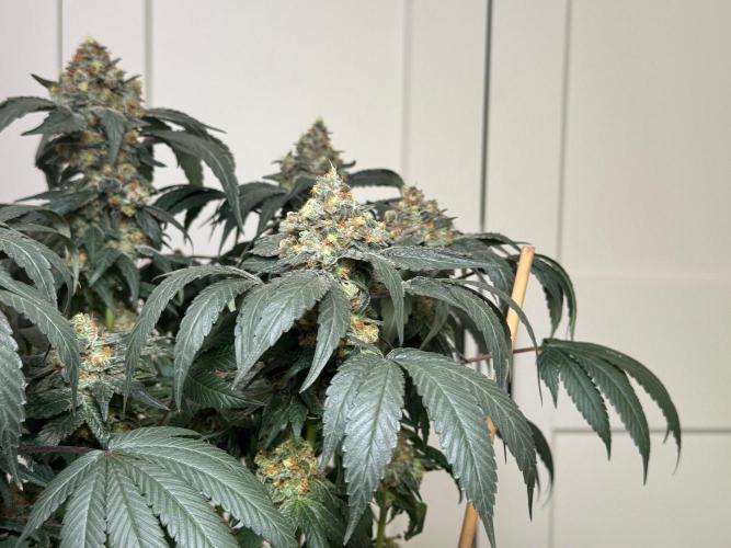 Garlic Gas ⛽️ fem - Sensi Seeds. Week 16 - GG#2 - FD74