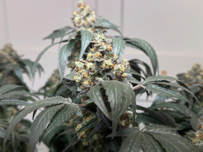 Garlic Gas ⛽️ fem - Sensi Seeds. Week 16 - GG#2 - FD74