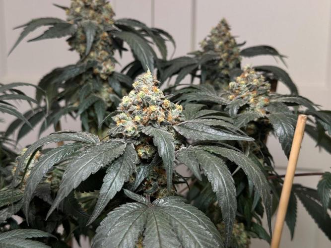 Garlic Gas ⛽️ fem - Sensi Seeds. Week 16 - GG#2 - FD74