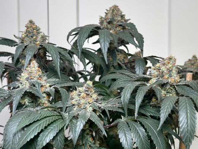 Garlic Gas ⛽️ fem - Sensi Seeds. Week 16 - GG#2 - FD74