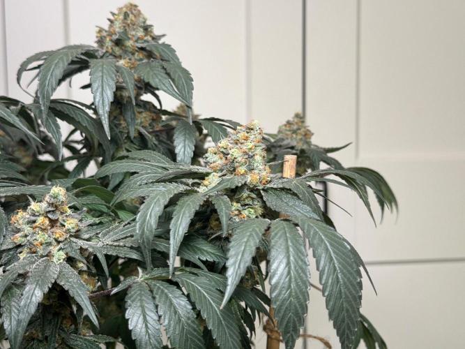 Garlic Gas ⛽️ fem - Sensi Seeds. Week 16 - GG#2 - FD74