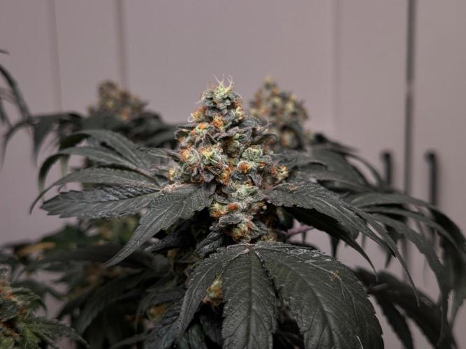 Garlic Gas ⛽️ fem - Sensi Seeds. Week 16 - GG#2 - FD74