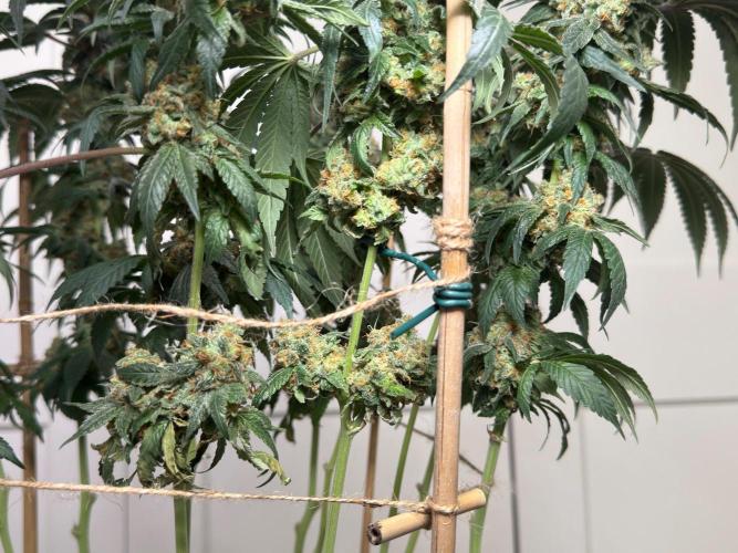 Garlic Gas ⛽️ fem - Sensi Seeds. Week 16 - GG#2 Popcorn - FD74