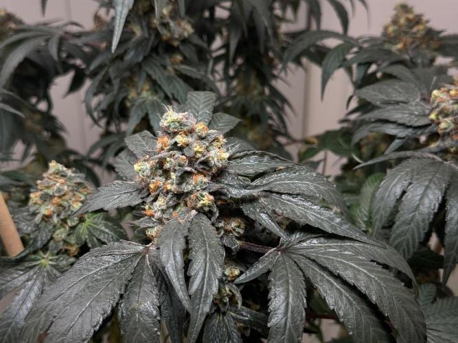 Garlic Gas ⛽️ fem - Sensi Seeds. Week 16 - GG#2 - FD74