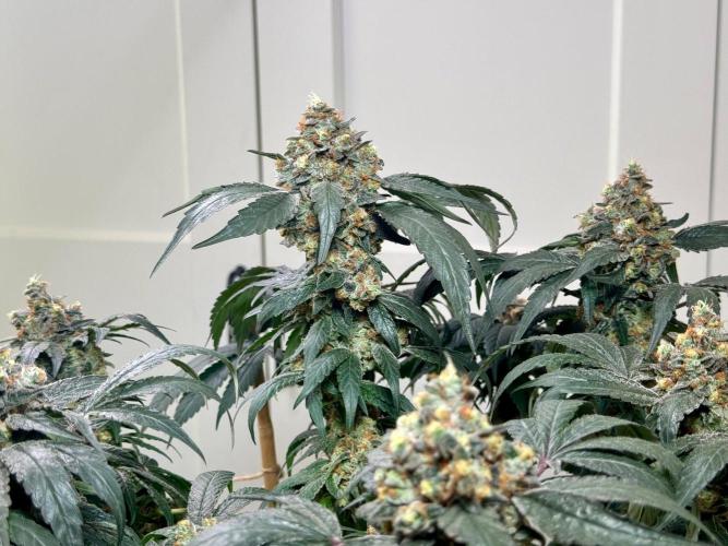 Garlic Gas ⛽️ fem - Sensi Seeds. Week 16 - GG#2 - FD74