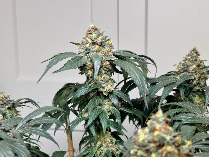 Garlic Gas ⛽️ fem - Sensi Seeds. Week 16 - Garlic Gas #2 - flower day 74