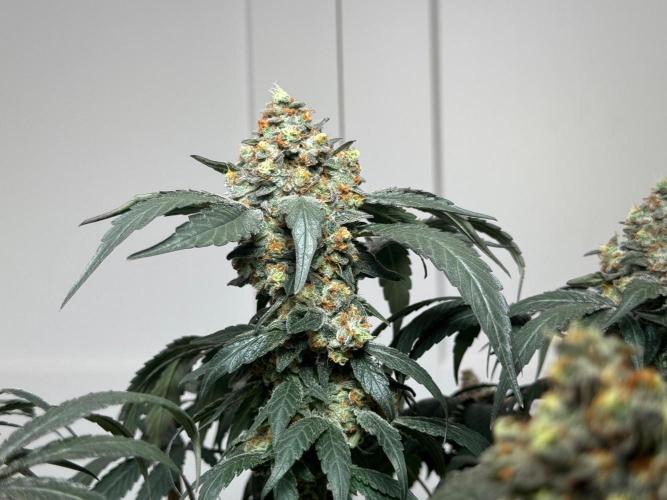 Garlic Gas ⛽️ fem - Sensi Seeds. Week 16 - GG#2 - FD74
