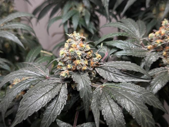 Garlic Gas ⛽️ fem - Sensi Seeds. Week 16 - GG#2 - FD74