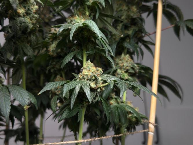 Garlic Gas ⛽️ fem - Sensi Seeds. Week 16 - GG#2 Popcorn - FD74