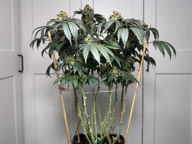 Garlic Gas ⛽️ fem - Sensi Seeds. Week 16 - GG#2 view front- FD74