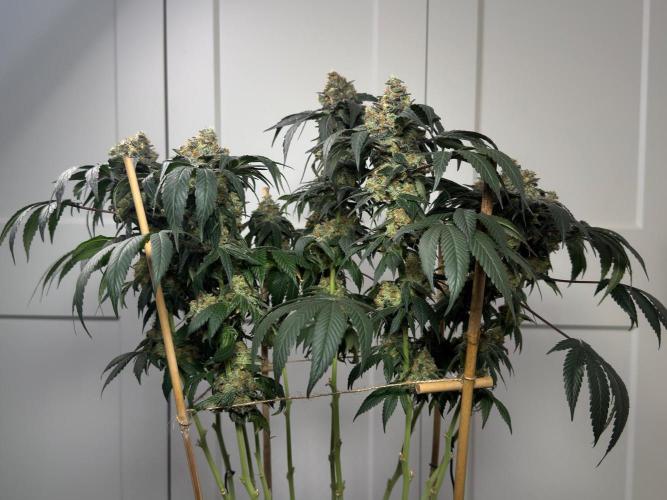 Garlic Gas ⛽️ fem - Sensi Seeds. Week 16 - GG#2 view right side  - FD74