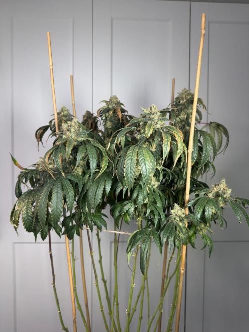Garlic Gas ⛽️ fem - Sensi Seeds. Week 16 - Garlic Gas #3 view front - flower day 74