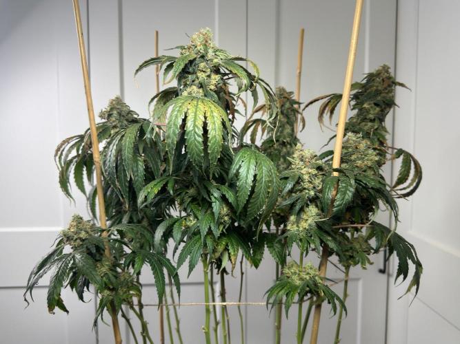 Garlic Gas ⛽️ fem - Sensi Seeds. Week 16 - GG#3 view back - FD 74