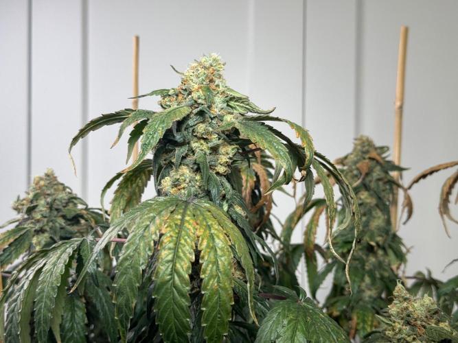 Garlic Gas ⛽️ fem - Sensi Seeds. Week 16 - GG#3 - FD 74