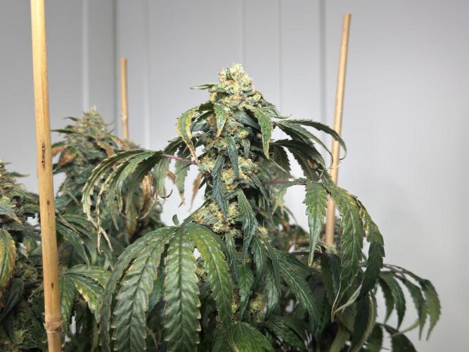 Garlic Gas ⛽️ fem - Sensi Seeds. Week 16 - GG#3 - FD 74