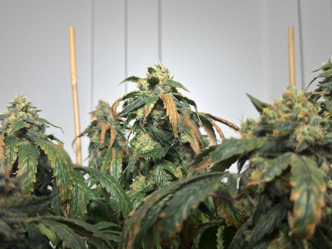 Garlic Gas ⛽️ fem - Sensi Seeds. Week 16 - GG#3 - FD 74