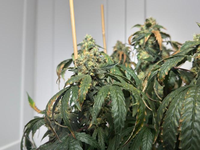 Garlic Gas ⛽️ fem - Sensi Seeds. Week 16 - GG#3 - FD 74