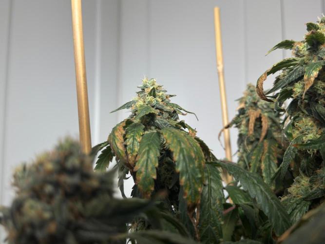 Garlic Gas ⛽️ fem - Sensi Seeds. Week 16 - GG#3 - FD 74