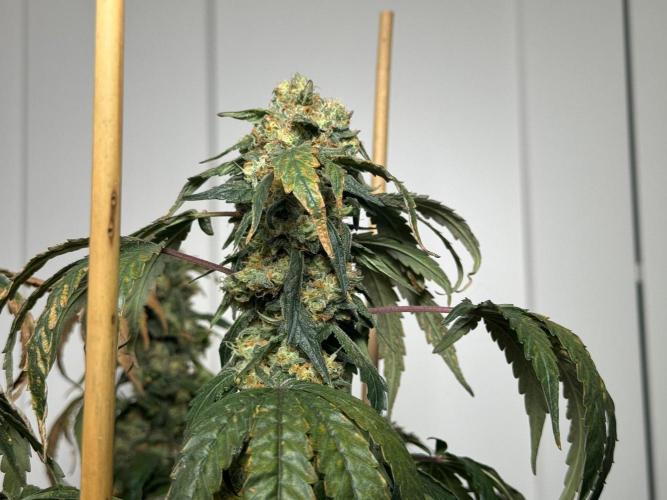 Garlic Gas ⛽️ fem - Sensi Seeds. Week 16 - GG#3 - FD 74
