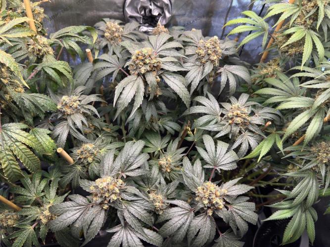 Garlic Gas ⛽️ fem - Sensi Seeds. Week 16 - GG#2 - FD 74