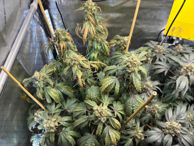 Garlic Gas ⛽️ fem - Sensi Seeds. Week 16 - GG#3 - FD 74