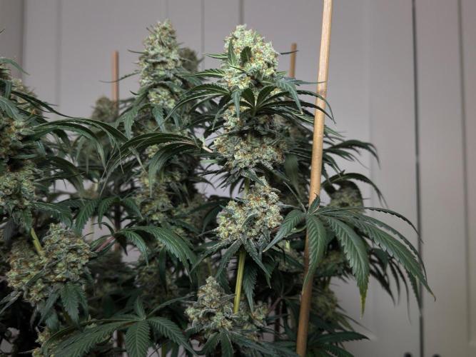 Chocolate Rainbow XXL  fem. Week 16
