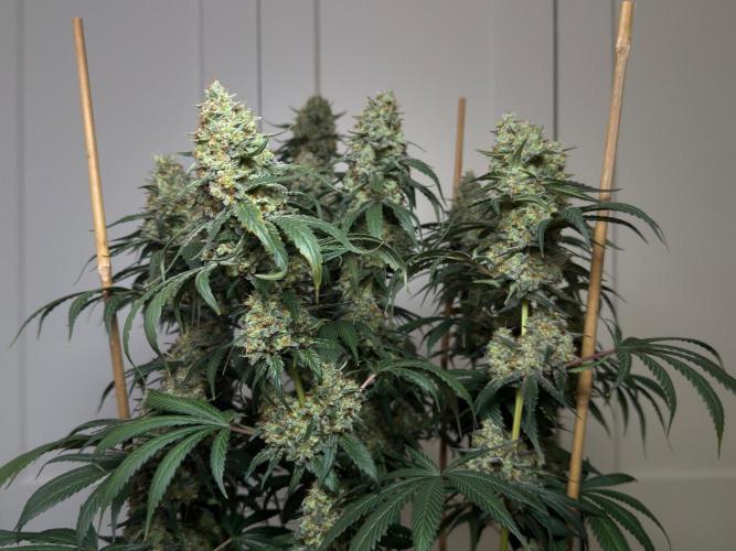 Chocolate Rainbow XXL  fem. Week 16