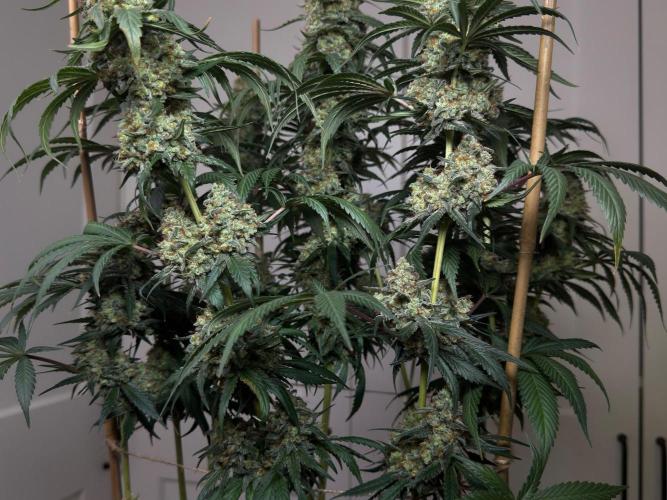 Chocolate Rainbow XXL  fem. Week 16