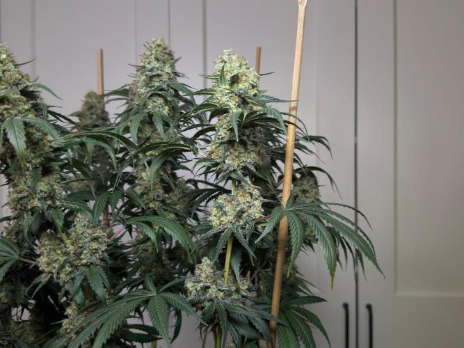 Chocolate Rainbow XXL  fem. Week 16