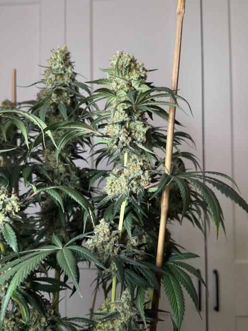Chocolate Rainbow XXL  fem. Week 16