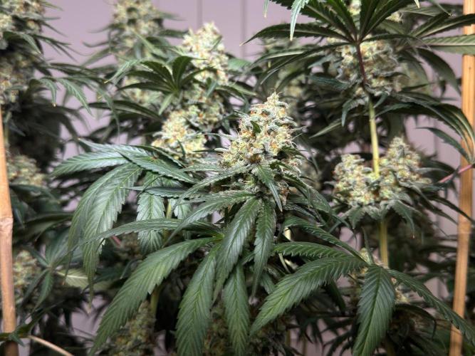 Chocolate Rainbow XXL  fem. Week 16