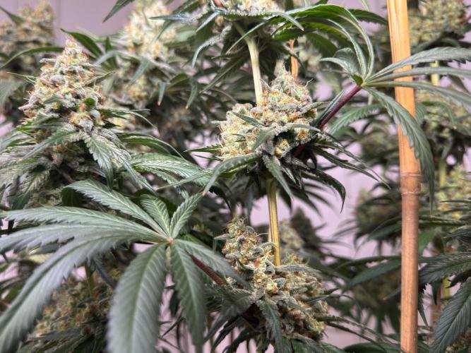 Chocolate Rainbow XXL  fem. Week 16