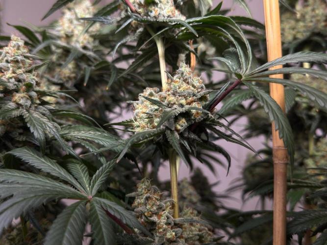 Chocolate Rainbow XXL  fem. Week 16