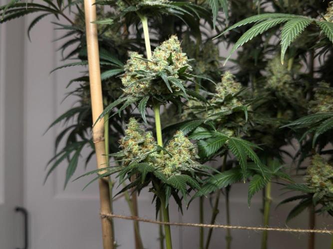 Chocolate Rainbow XXL  fem. Week 16