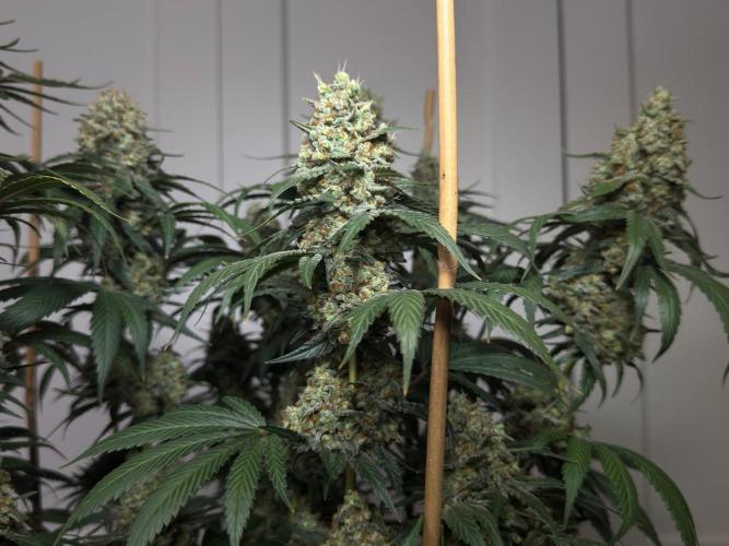 Chocolate Rainbow XXL  fem. Week 16