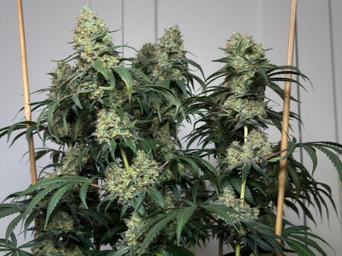 Chocolate Rainbow XXL  fem. Week 16