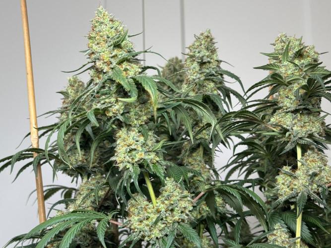 Chocolate Rainbow XXL  fem. Week 16