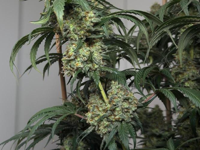 Chocolate Rainbow XXL  fem. Week 16