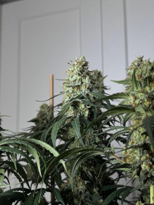 Chocolate Rainbow XXL  fem. Week 16