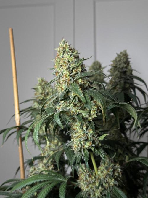 Chocolate Rainbow XXL  fem. Week 16