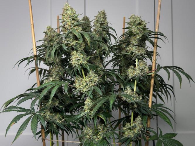 Chocolate Rainbow XXL  fem. Week 16