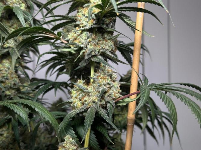 Chocolate Rainbow XXL  fem. Week 16