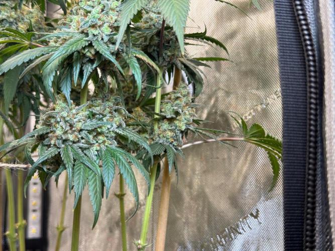 Chocolate Rainbow XXL  fem. Week 16