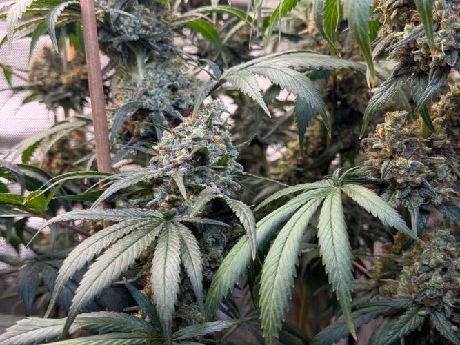 Chocolate Rainbow XXL  fem. Week 16