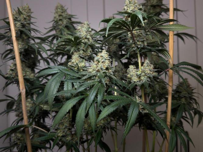 Chocolate Rainbow XXL. Week 16