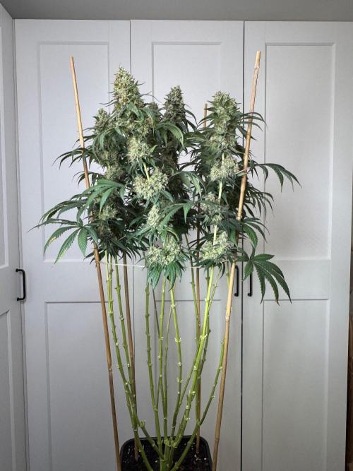 Chocolate Rainbow XXL  fem. Week 17 - Front view 